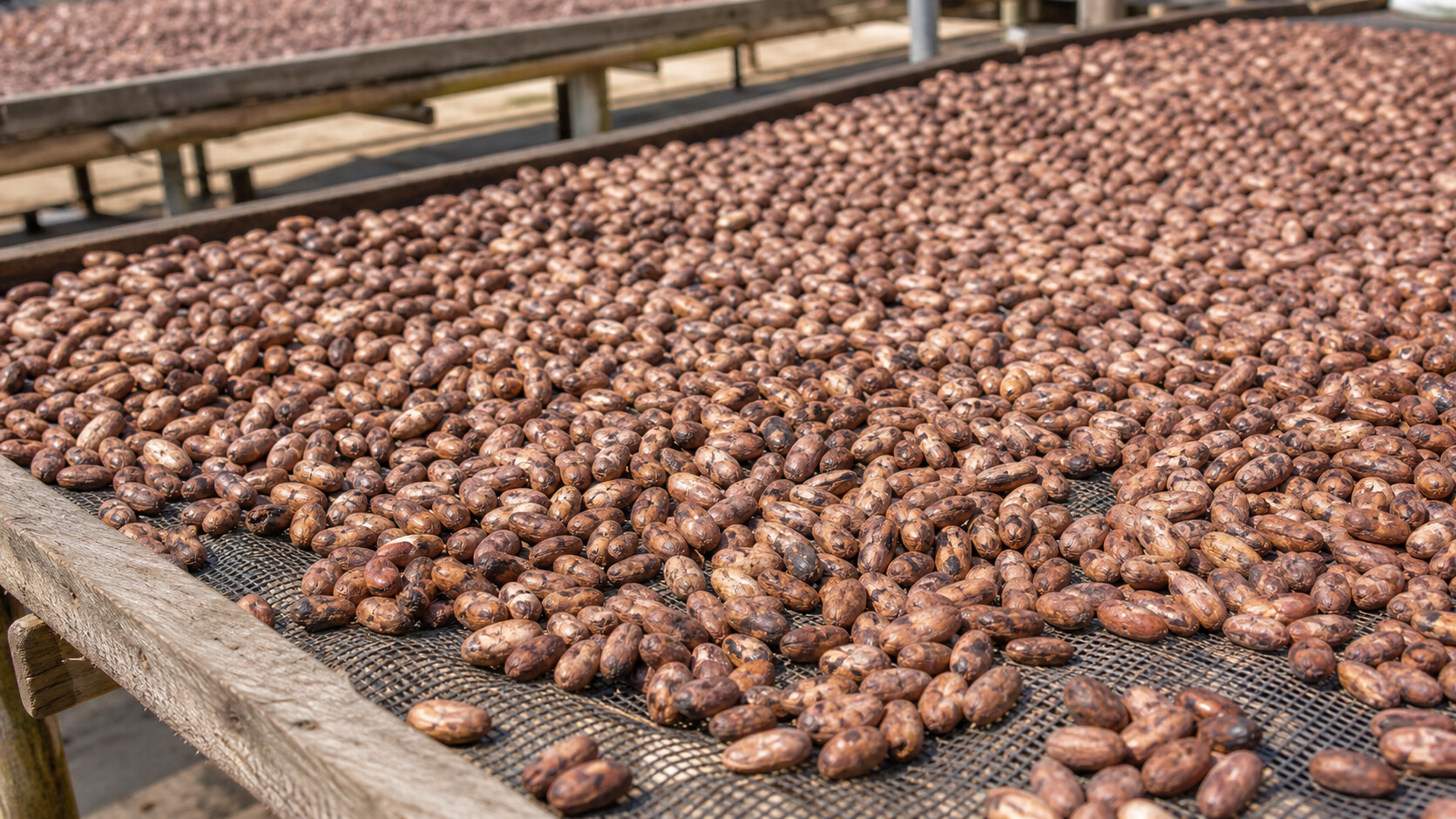 Fèves de cacao étalées sur une claie de séchage
